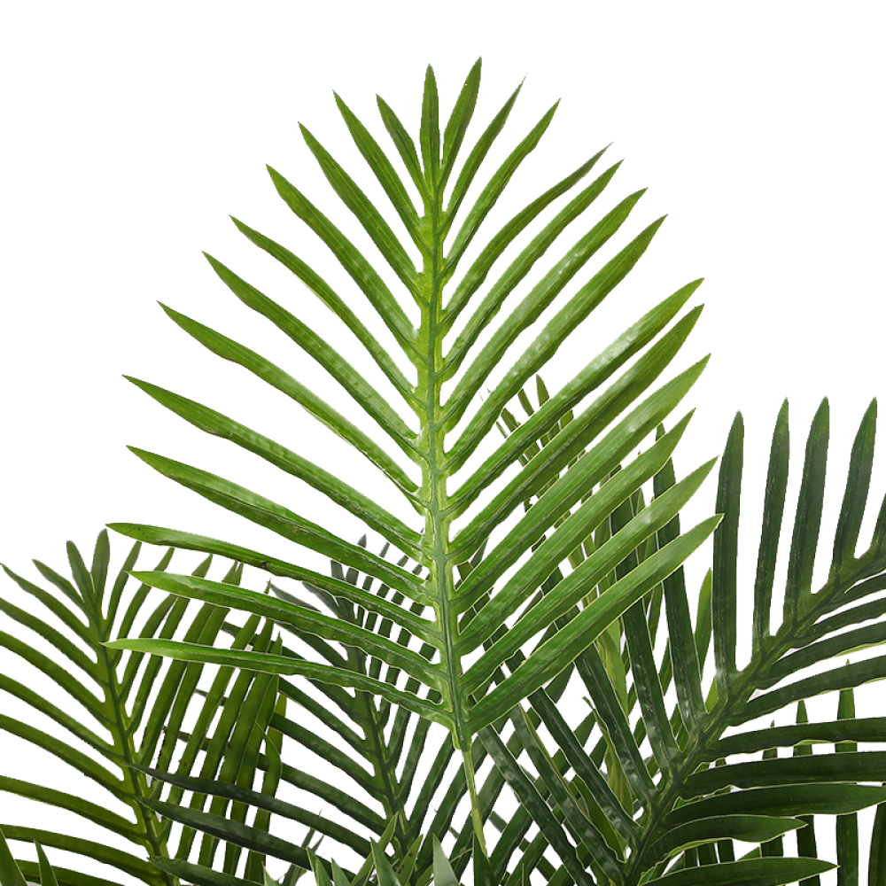 areca-palm-leaves-1