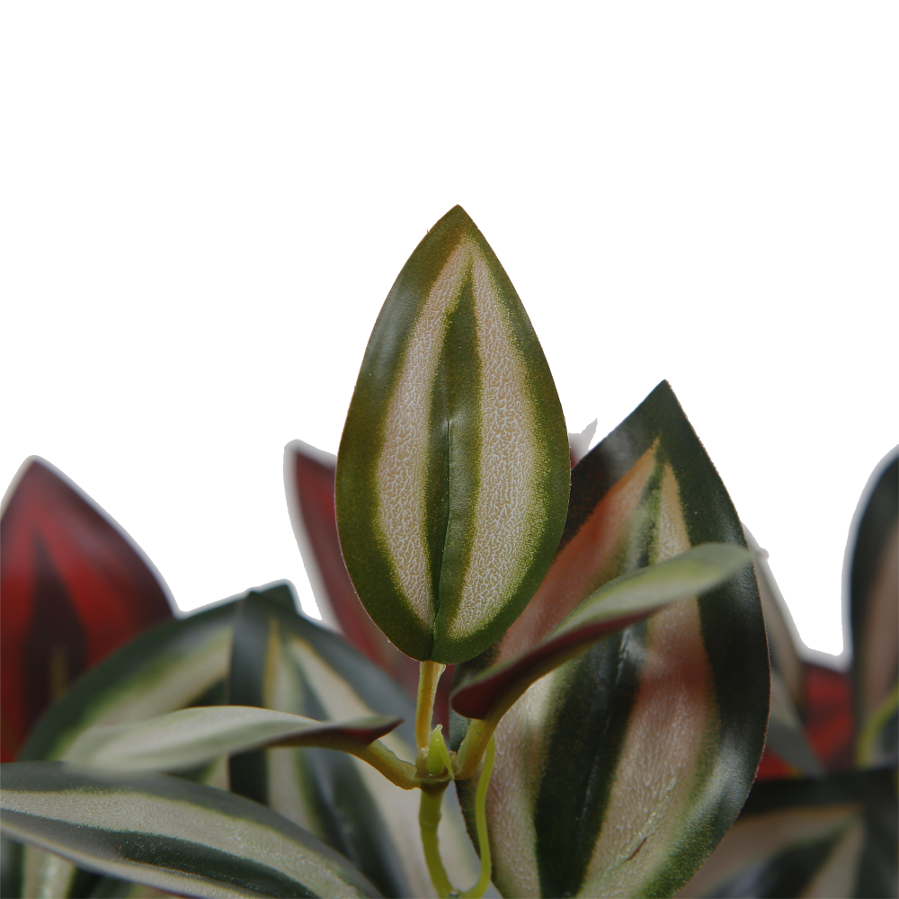 calathea-leaves-purple