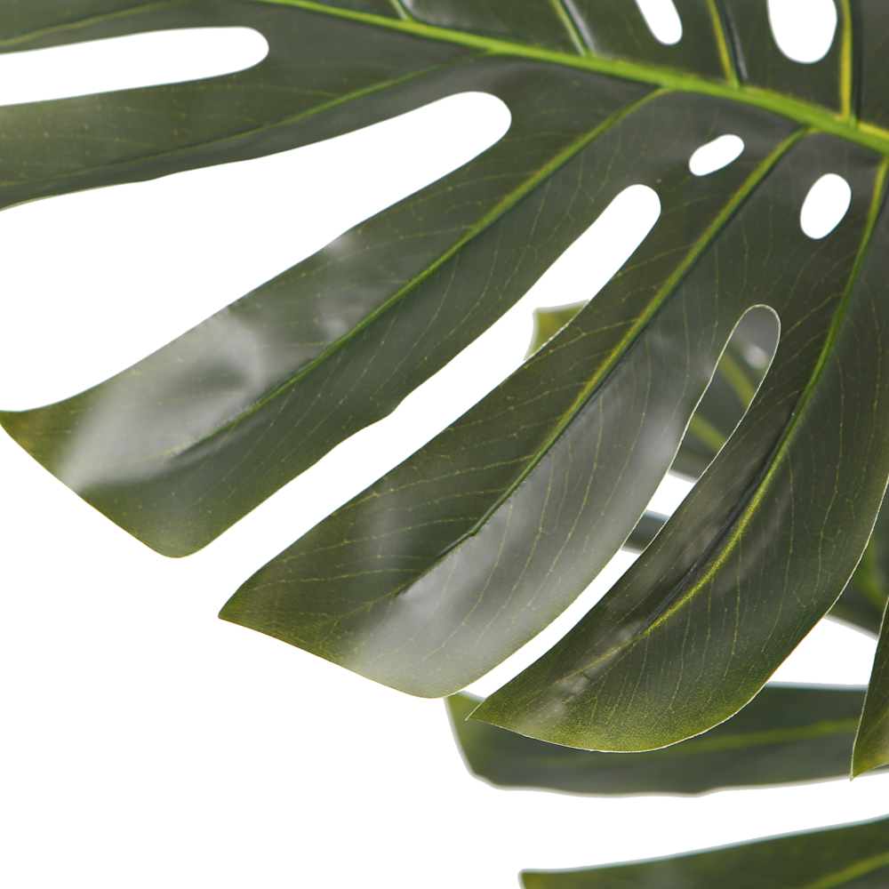 monstera-plant-leaves