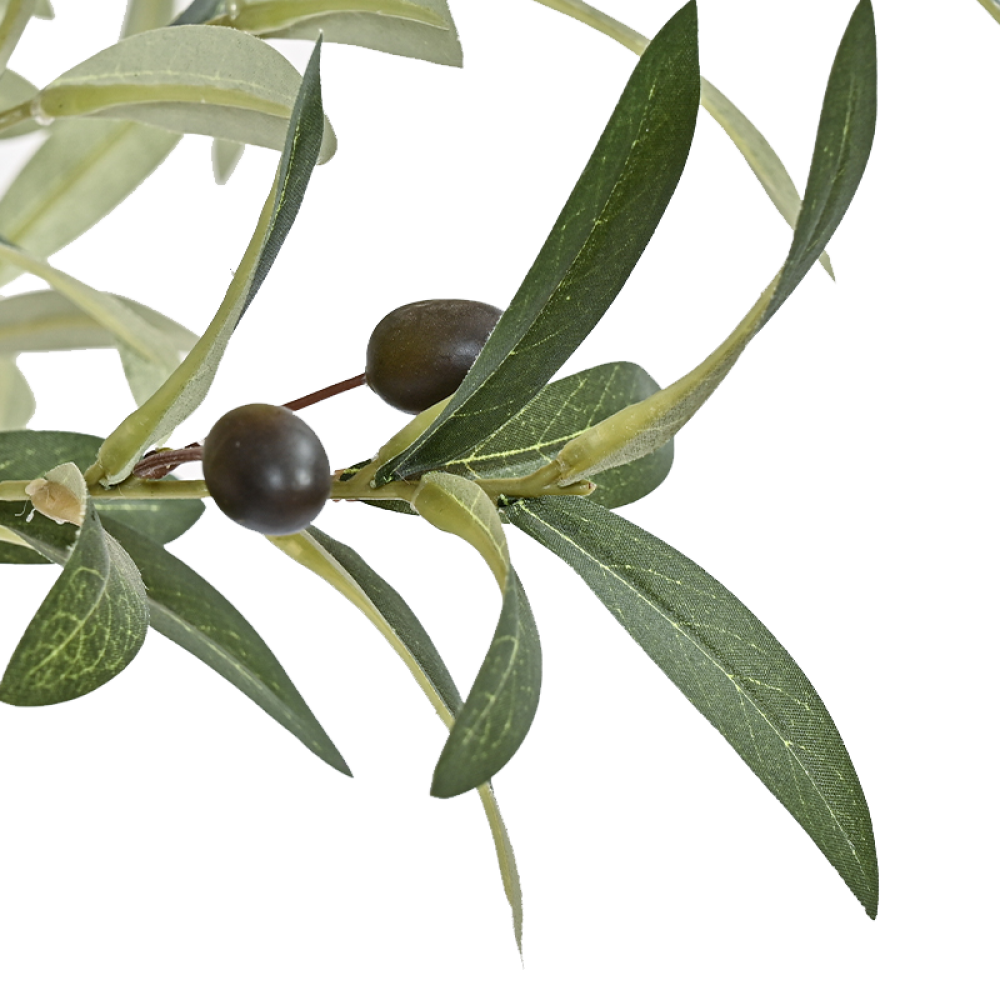 olive-tree-leaves-2