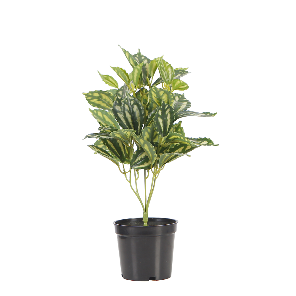 calathea-table-plant-green