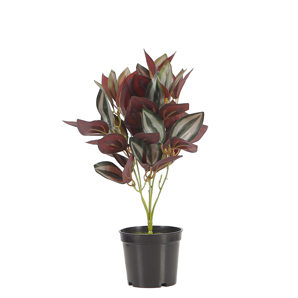 calathea-table-plant-purple-1