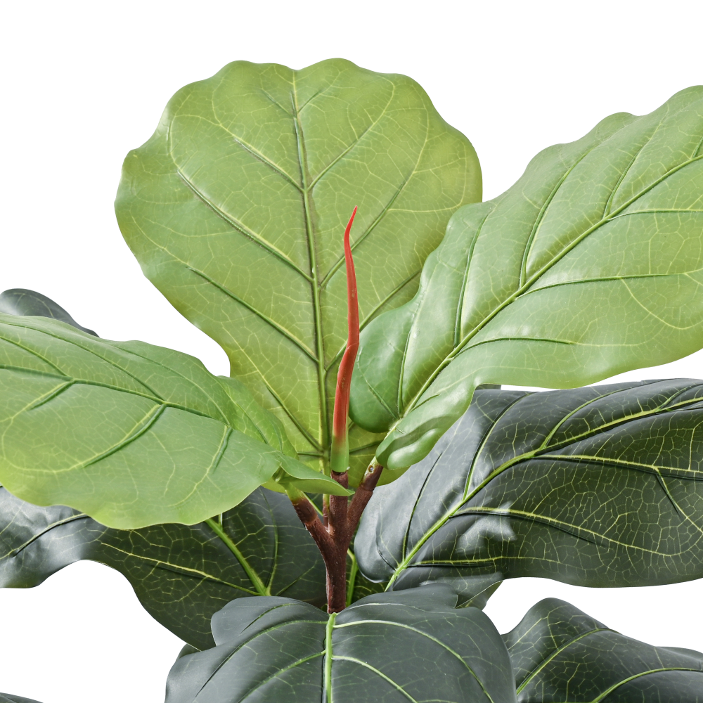 fiddle-leaf-fig-leaves