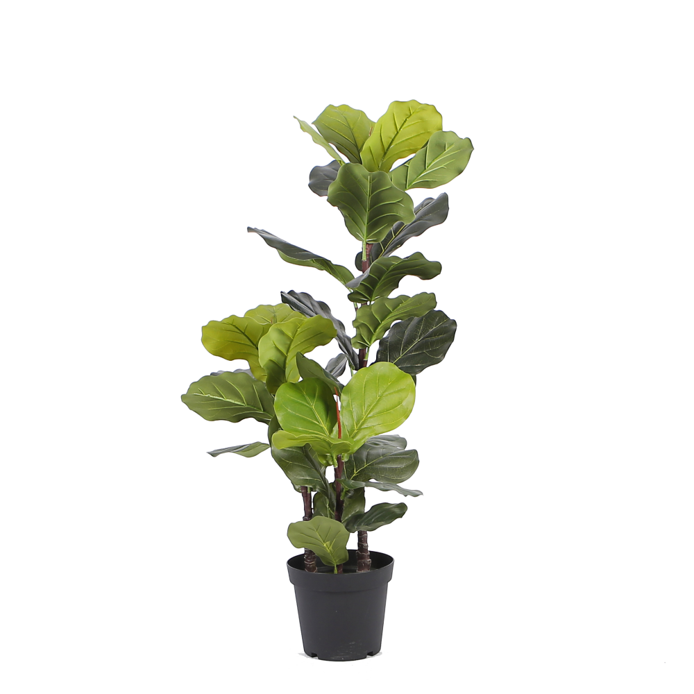 fiidle-leaf-fig-plant-1