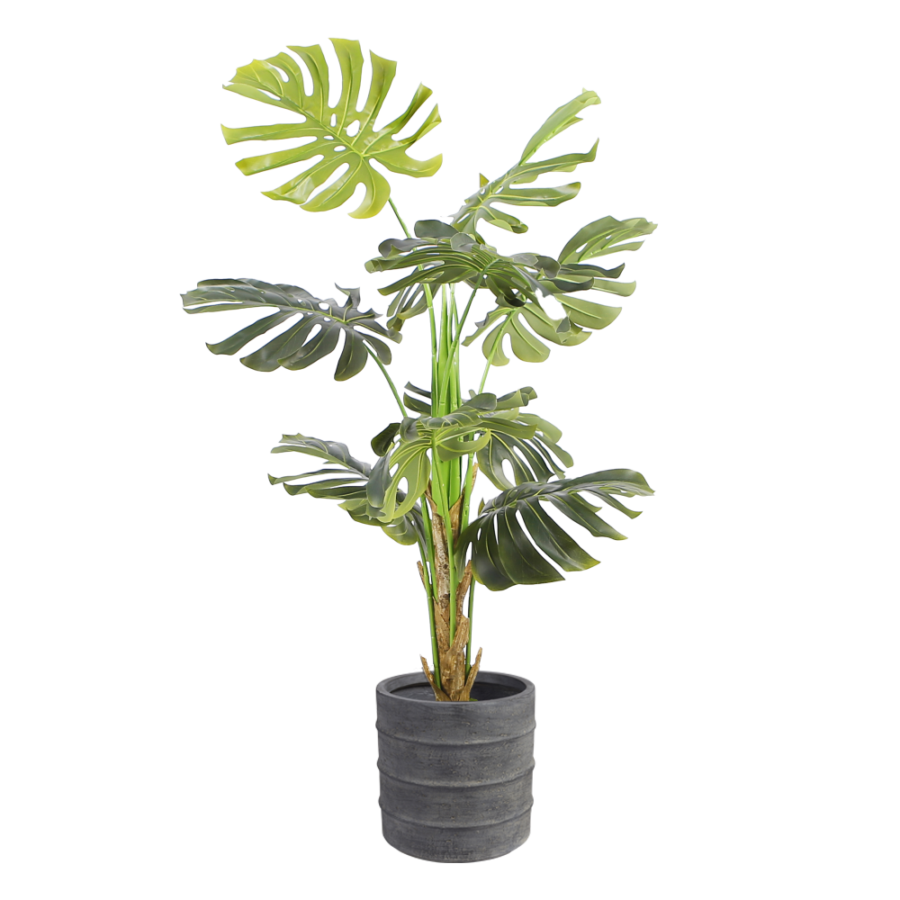 monstera-floor-plant-1.4m-medium-white-pot