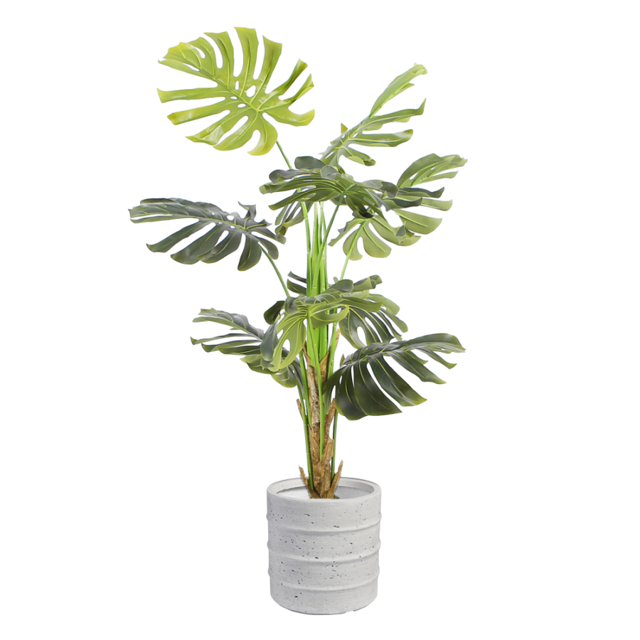 monstera-floor-plant-1.4m-medium-white-pot