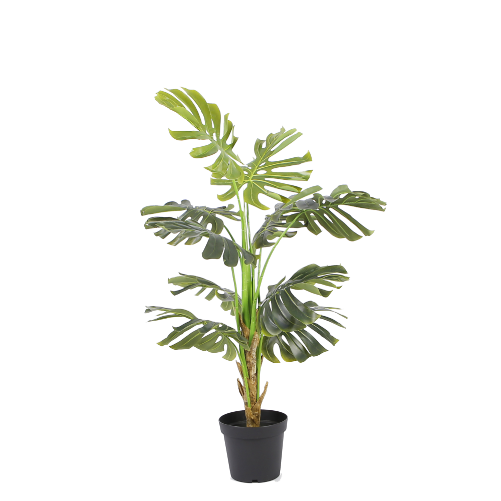 monstera-floor-plant