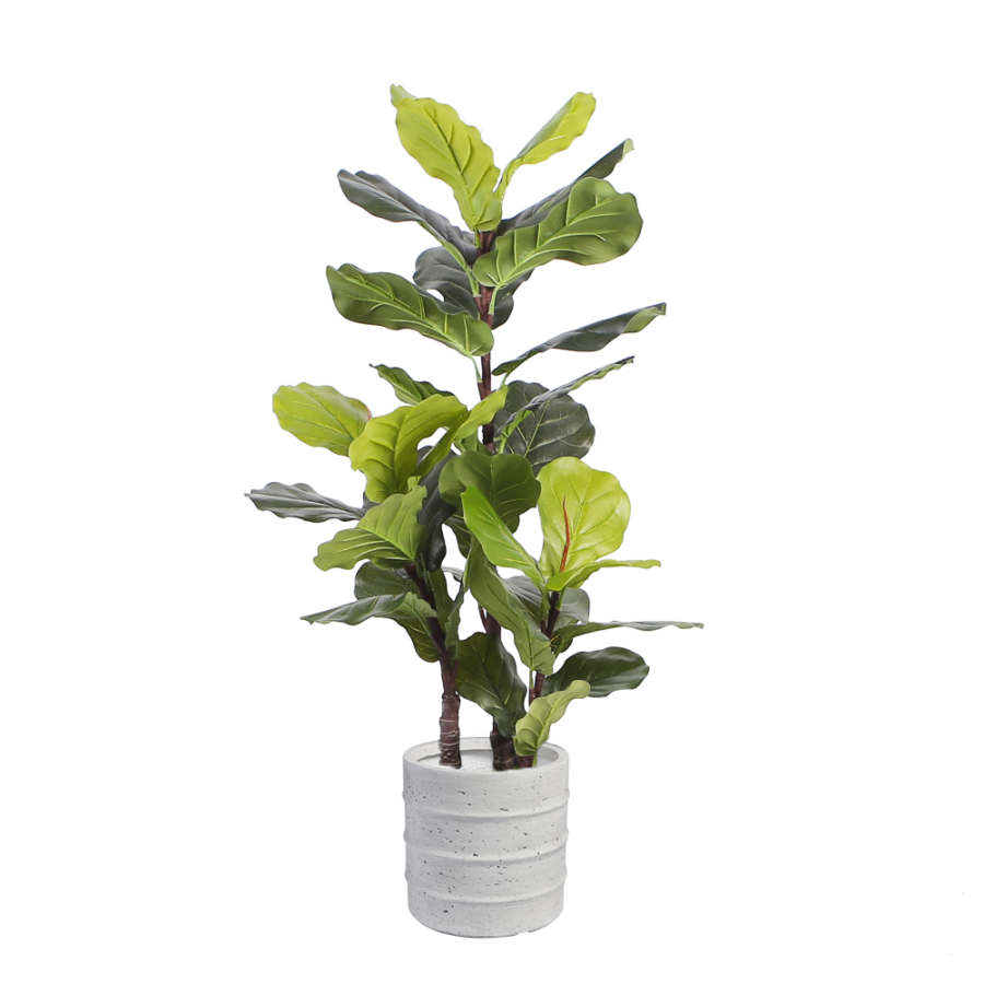 fiddle-leaf-fig-floor-plant