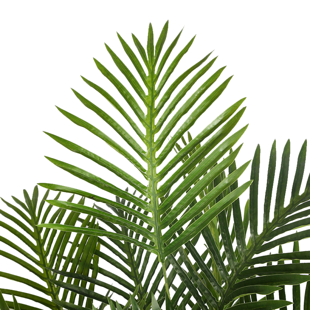 areca-palm-leaves-1