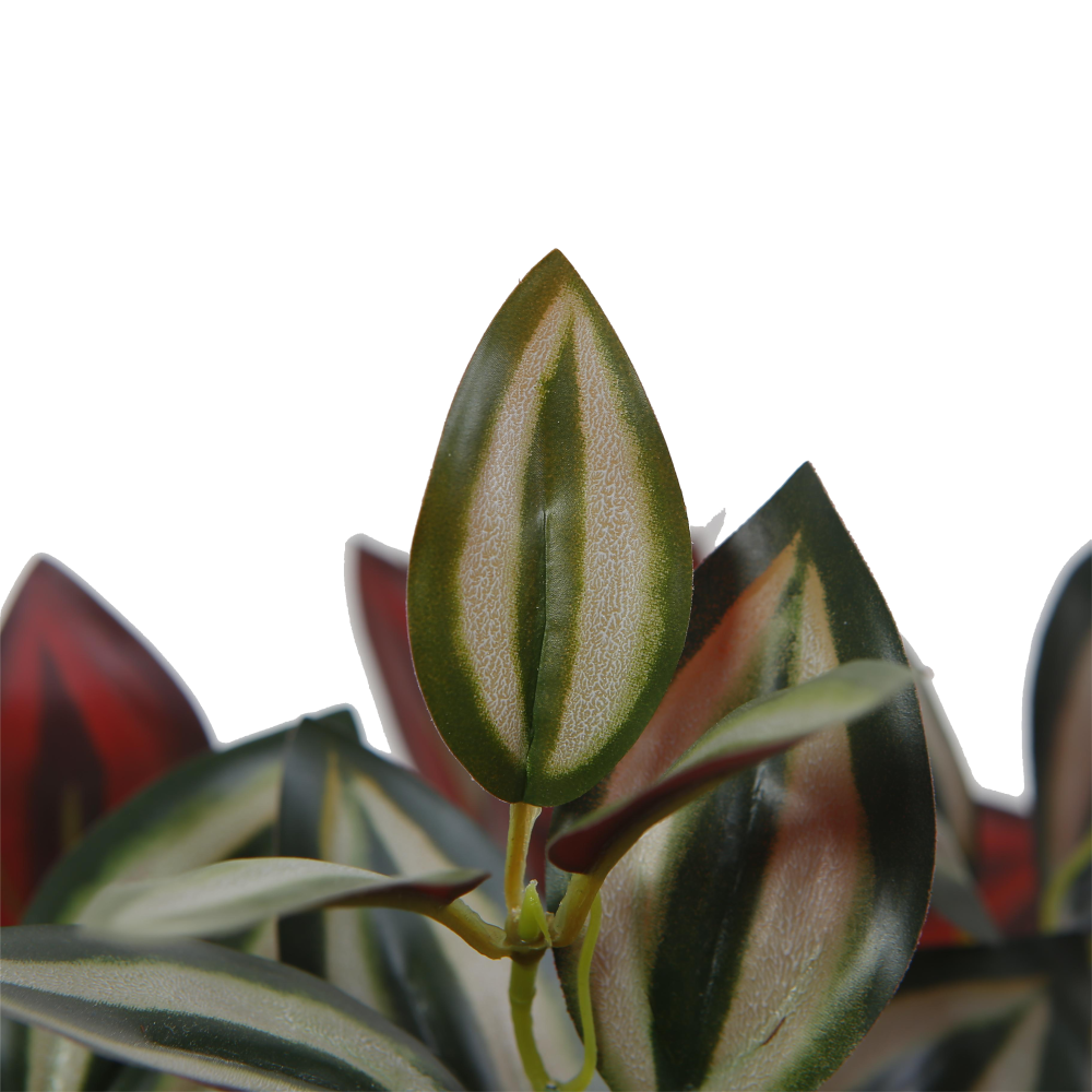 calathea-leaves-purple