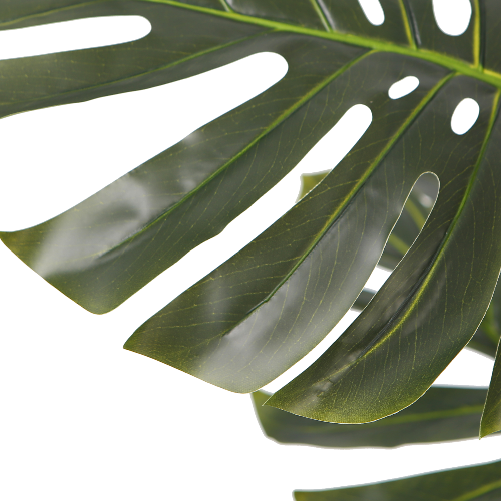 monstera-plant-leaves