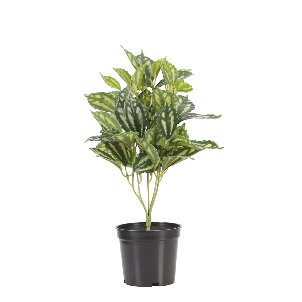 calathea-table-plant-green