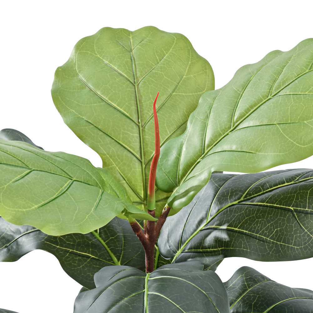 fiddle-leaf-fig-leaves