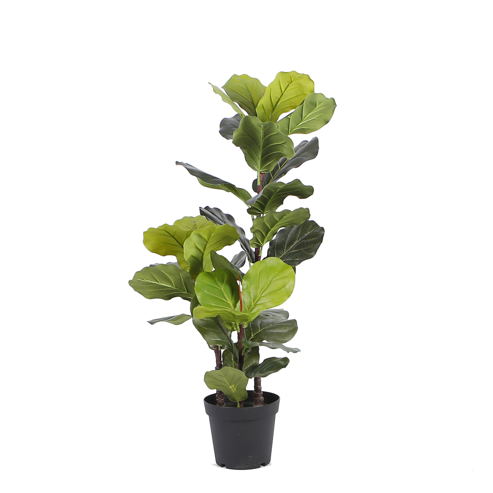 fiidle-leaf-fig-plant-1